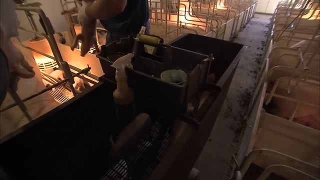 Castration and Tail Docking of Piglets смотреть онлайн