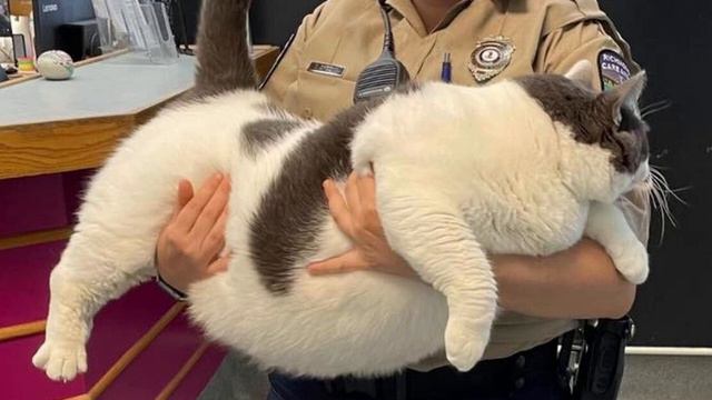 Пэтч Самый большой кот в мире смотреть онлайн