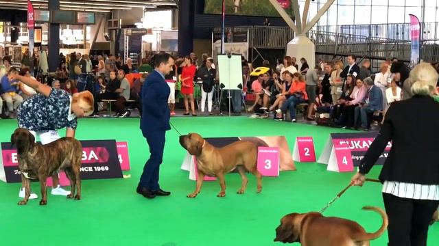 Фила Бразилейро    Fila Brasileiro