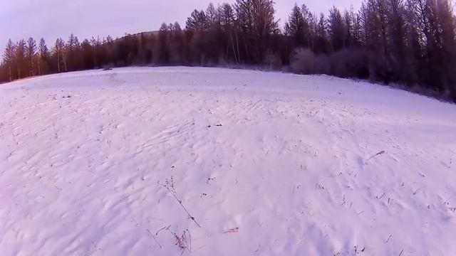Загонная охота на Сибирскую Косулю. смотреть онлайн