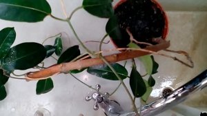 Отчего липнут листья на комнатных растениях?