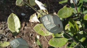 Как перезимовали мои кусты фейхоа