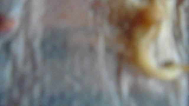 Радости больше, чем огорчений! (Результат проверки семян на всхожесть). смотреть онлайн