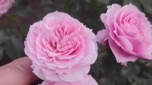 Роза Пиппин Pippin(Climbing Rose) смотреть онлайн