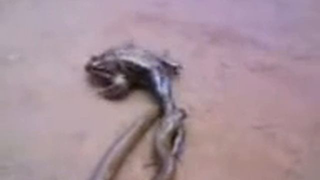 Лягушка и змея смотреть онлайн