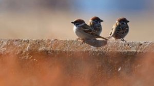 Звуки чириканья воробьев | (4 Минуты)