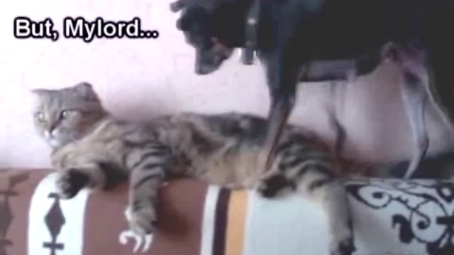 Собака - почесака