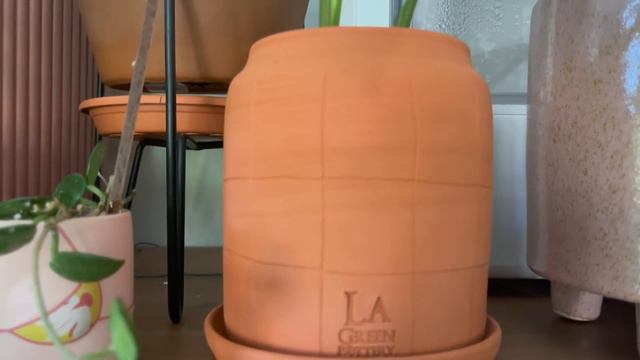 Rempotage Monstera Variegata, Réserves d'eau, 1 an de Louis, Lectures & Haul de la honte - VLOG 72 смотреть онлайн