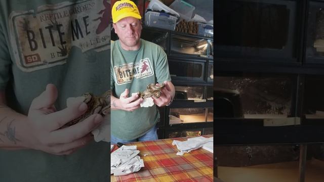 2 New Reticulated Pythons. Unboxing. смотреть онлайн