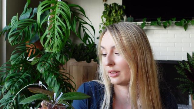 ✨ September plant favorites ✨ monsteras, hoyas, philodendron, and more! смотреть онлайн