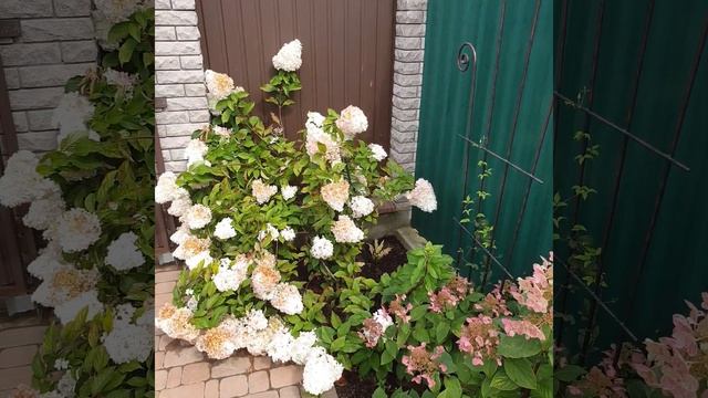 Мои Гортензии. Вимс Ред 3 года. #гортензии #метельчатыегортензии #малоуходовыйсад смотреть онлайн
