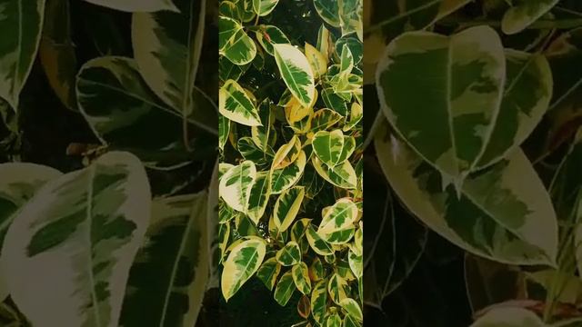 ФИКУС красавец,