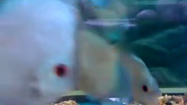 Bulldog Blue Diamond and White Diamond Discus @ Goldaquariums смотреть онлайн
