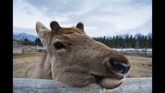 Алтайский марал (Cervus canadensis sibiricus) смотреть онлайн