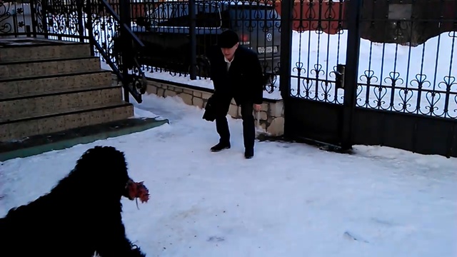 Русский Чёрный Терьер смотреть онлайн