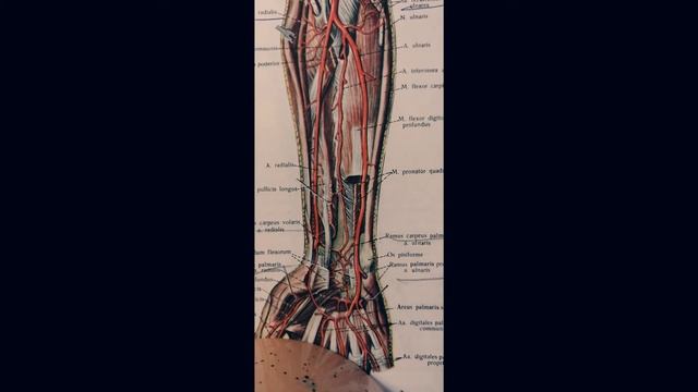 Лучевая артерия. A. Radialis смотреть онлайн