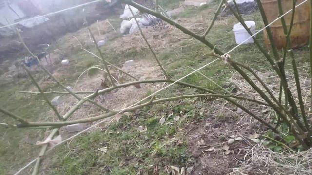 ежевика Бжезина,3 летний куст,подвязка на шпалеру смотреть онлайн