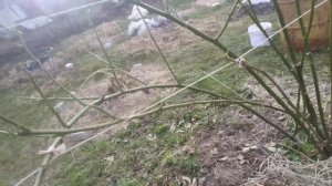 ежевика Бжезина,3 летний куст,подвязка на шпалеру