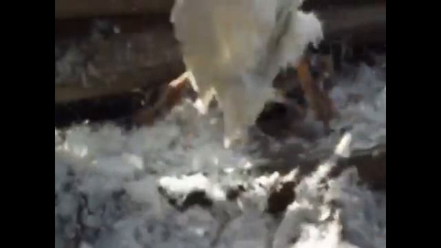 Перосъемная машина своими руками. Ощип гусей | уток | индюков за 5 минут смотреть онлайн