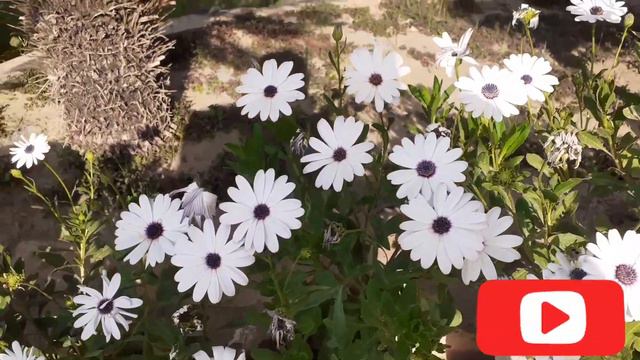 African daisy flower || how to grow and care African daisy flower|| Daisy flower смотреть онлайн