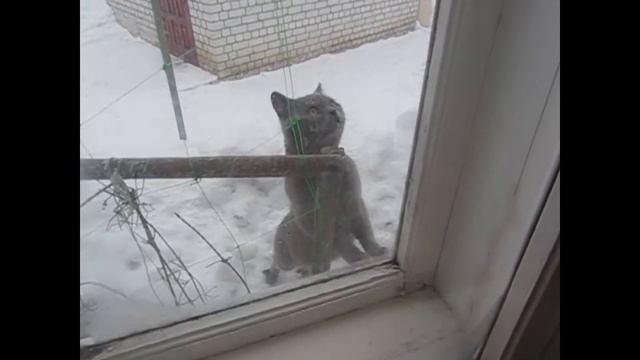 Кот не попал в форточку смотреть онлайн