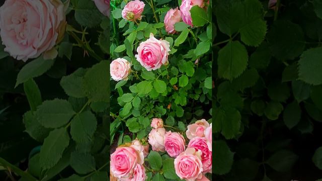 Первая Леди среди роз. First Lady смотреть онлайн