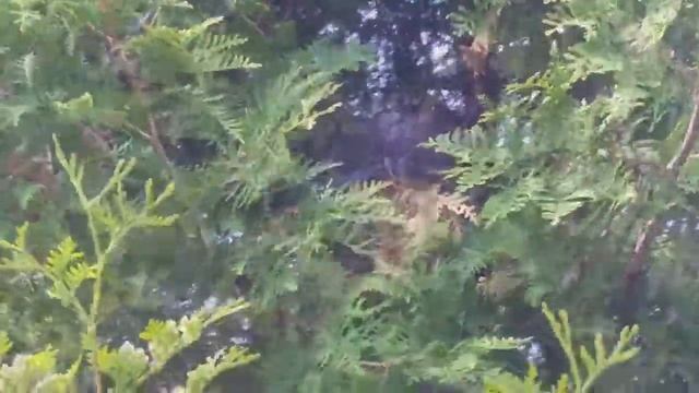 Птицы. Дикий голубь вяхирь кормит двух птенцов смотреть онлайн