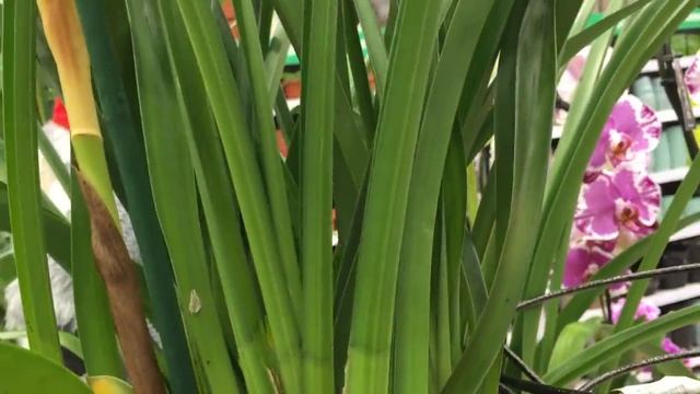 Треш обзор из Бауцентра ... Шоу орхидей начинается? смотреть онлайн