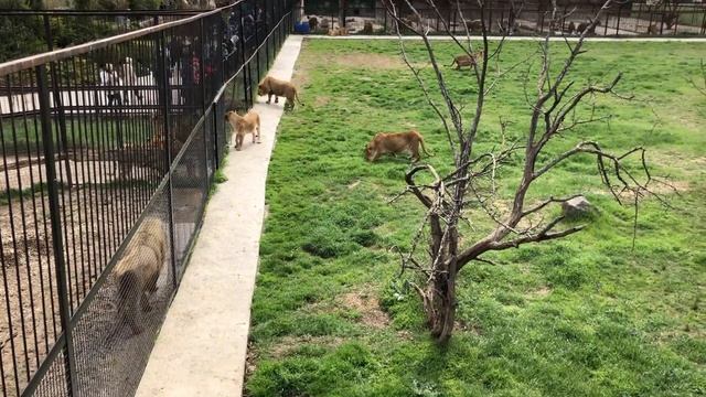 ВЫПУСК ЛЬВОВ 2019. Львы на просторах крымской саванны. Как все было?! 20 АПРЕЛЯ 2019. смотреть онлайн