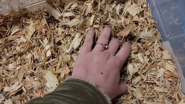 VLOG || Checking on ranuncs and dahlia tubers + 2022 Channel ANNOUNCEMENT смотреть онлайн
