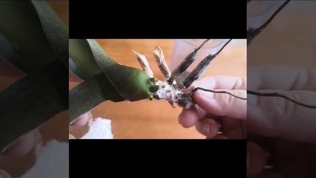 Орхидея без корней 2 Часть смотреть онлайн