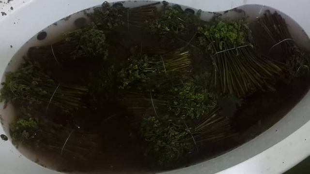 Как реанимировать вялый папоротник. смотреть онлайн