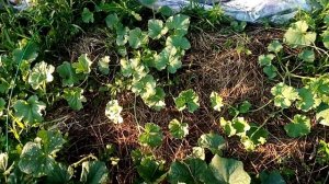 СКРУЧИВАЮТСЯ, ДЕФОРМИРУЮТСЯ, СОХНУТ ЛИСТЬЯ У РАССАДЫ ОГУРЦОВ - Стоит ли бороться за урожай? (4)