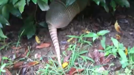 Привет, мистер броненосец смотреть онлайн