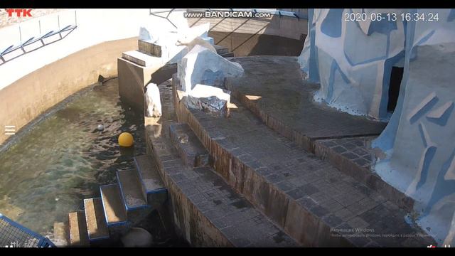 Шайна прыгает с высоты в неполный бассейн 13.06.2020 смотреть онлайн