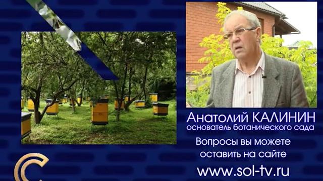 садовод А.Калинин: Почему яблоня не плодоносит? смотреть онлайн
