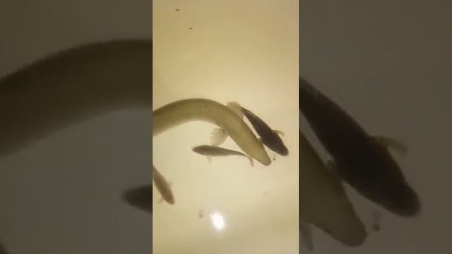 Самарский рыбак поймал под Сызранью на Волге европейского угря смотреть онлайн