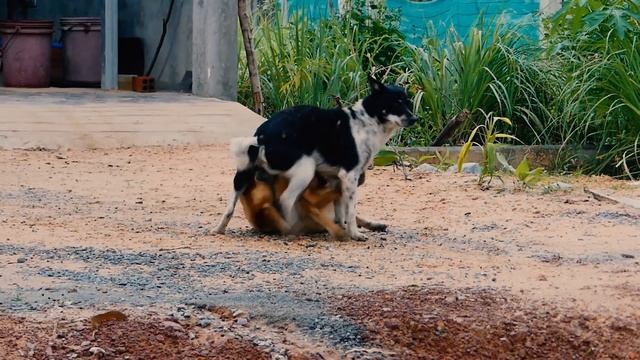 In Front Of My Home two Dog meeting near Grass Pet Family смотреть онлайн
