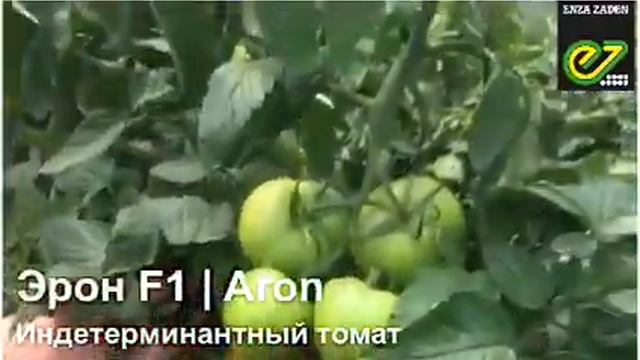 Томат Эрон в станице Кривянская. смотреть онлайн