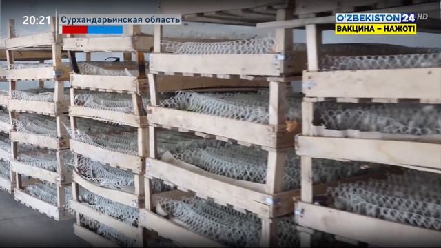 Сбор 4 урожая шёлка в Сурхандарье