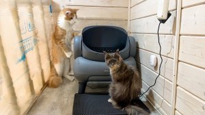 МЕЙН-КУНЫ В ВОСТОРГЕ! / Обзор автоматического кошачьего лотка Neakasa M1