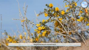 Окружающий мир 4 класс (Урок№9 - Зона степей. Зона пустынь и полупустынь. Зона субтропиков.)