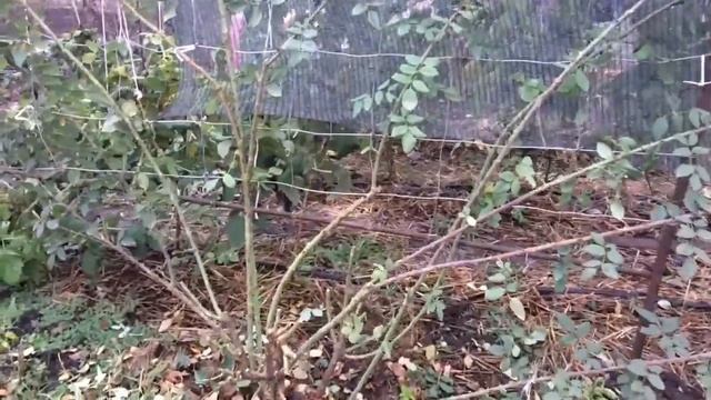 Плетистая роза-обрезка осенью; Шок!Кролики поедают розы с колючками?;Черенки роз в грунте? смотреть онлайн