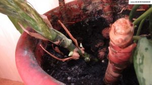 ПОЧЕМУ у АГЛАОНЕМЫ  ЖЕЛТЕЮТ  ЛИСТЬЯ и что с этим делать.