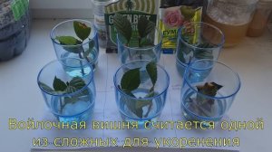 Что лучше? Сравниваем 6 способов укоренения черенков вишни, розы, смородины, винограда, черешни.
