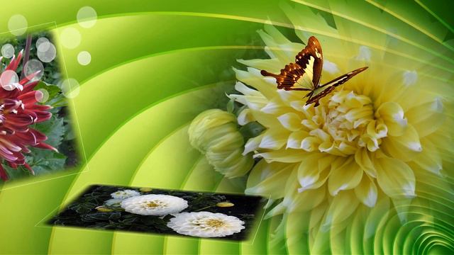 Мои георгины