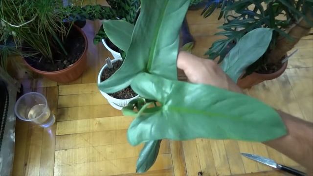 Филодендрон серебряный меч . Размножение, уход. Philodendron hastatum - Silver Sword смотреть онлайн