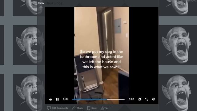 WEIRD Creatures and Noises on REDDIT - WEBSPLORERS смотреть онлайн