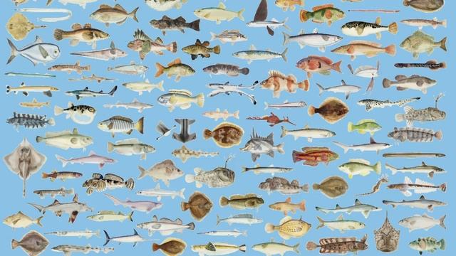 Как ПЛАСТИКОВЫЙ Пакет УБИВАЕТ 1 000 000 птиц каждый год! Экологическая катастрофа | 13+ смотреть онлайн