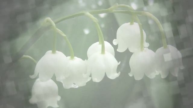 Ландыши 1 (12 шт) Переходы | Transition ProShow Producer смотреть онлайн